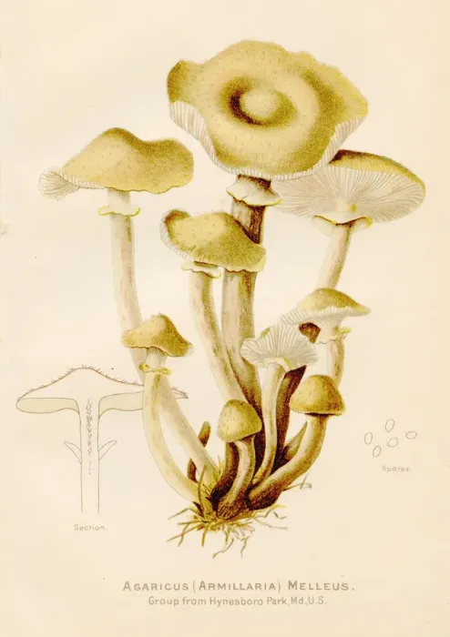 Framed Print : Honey mushroom illustration 1891 Framed Print : Honey mushroom illustration 1891