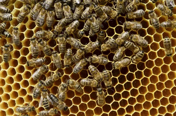 Framed Print : Honeybees -Apis mellifera var. carnica-, on brood comb with freshly laid eggs in honeycomb cells Framed Print : Honeybees -Apis mellifera var. carnica-, on brood comb with freshly laid eggs in honeycomb cells