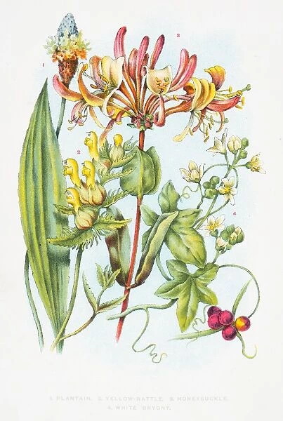 Honeysuckle flowers engraving 1898