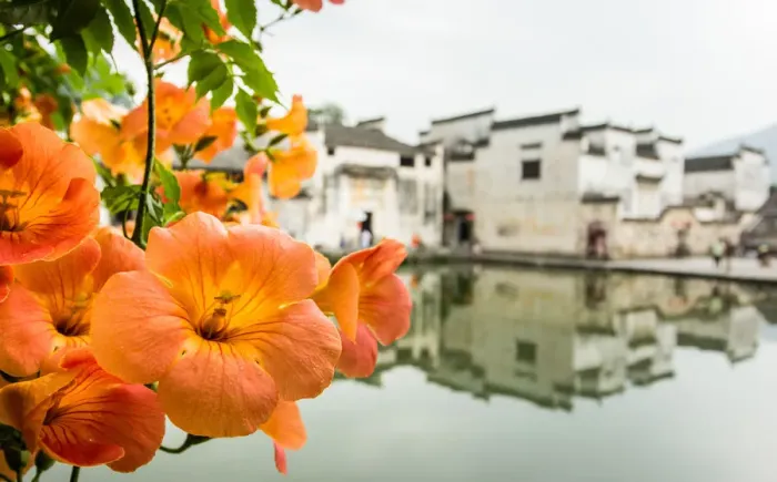 Framed Print : Hongcun Ancient Village with Chinese trumpet creeper, Huangshan, Anhui, China Framed Print : Hongcun Ancient Village with Chinese trumpet creeper, Huangshan, Anhui, China