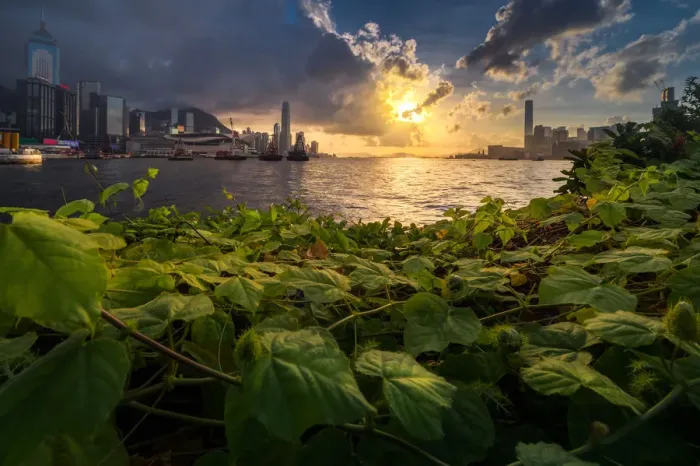 Framed Print : Hongkong skyline with Greenery foreground Framed Print : Hongkong skyline with Greenery foreground