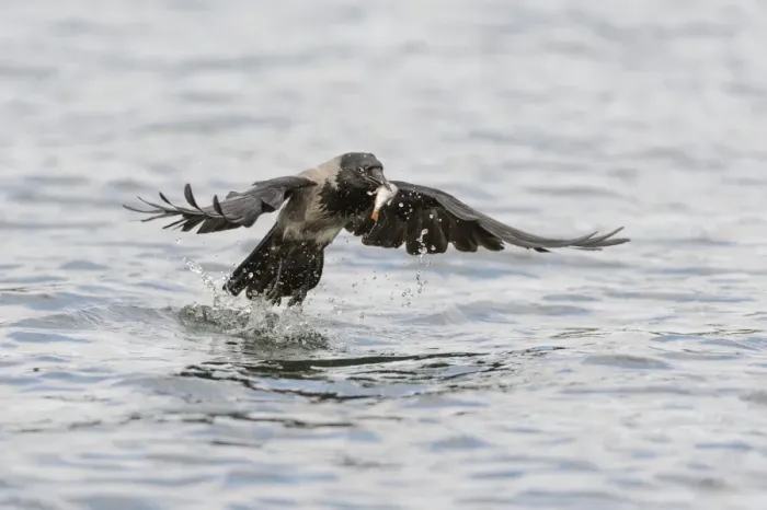 Framed Print : Hooded Crow -Corvus corone cornix- captures a fish from a lake, Mecklenburg-Western Pomerania, Germany
