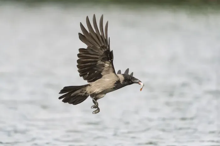 Framed Print : Hooded Crow -Corvus corone cornix- flying with a caught fish in the beak, Mecklenburg-Western Pomerania, Germany