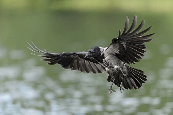 Hooded Crow -Corvus corone cornix- hunting for fish on a lake, Mecklenburg-Western Pomerania, Germany