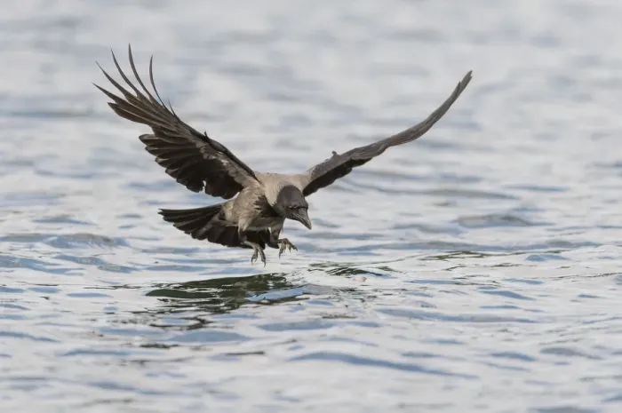 Framed Print : Hooded Crow -Corvus corone cornix- hunting for fish on a lake, Mecklenburg-Western Pomerania, Germany