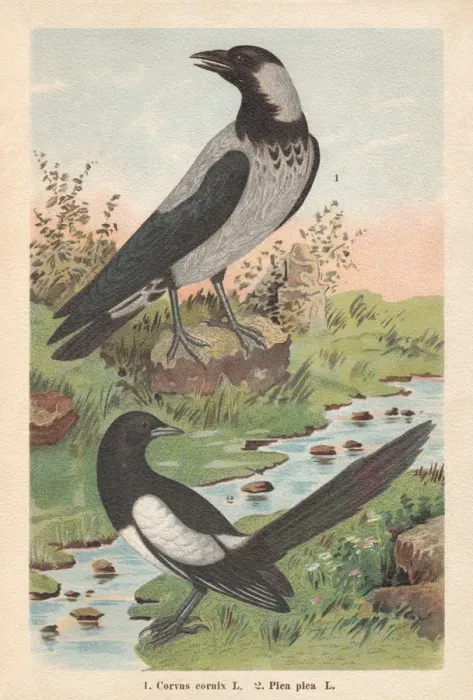 Framed Print : Hooded crow and Eurasian magpie, chromolithograph, published in 1896 Framed Print : Hooded crow and Eurasian magpie, chromolithograph, published in 1896