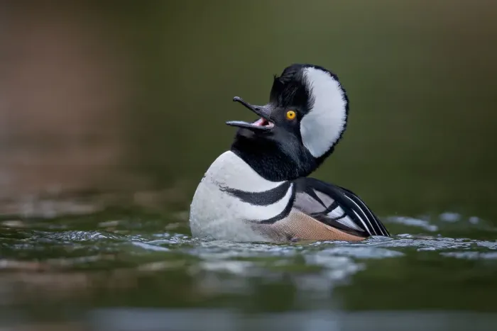 Framed Print : Hooded Merganser Framed Print : Hooded Merganser