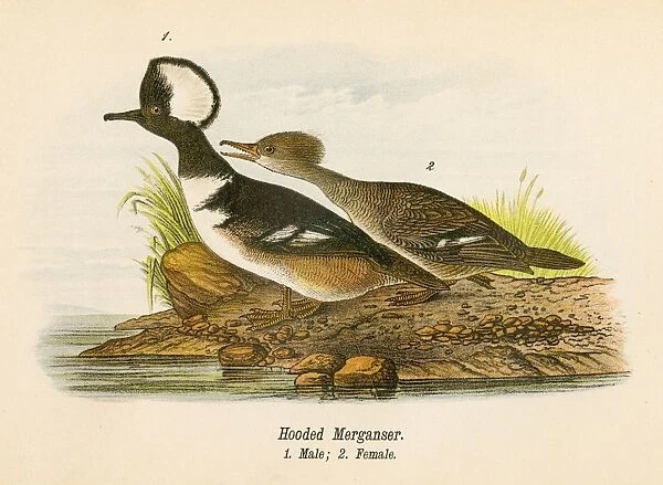 Hooded merganser bird lithograph 1890