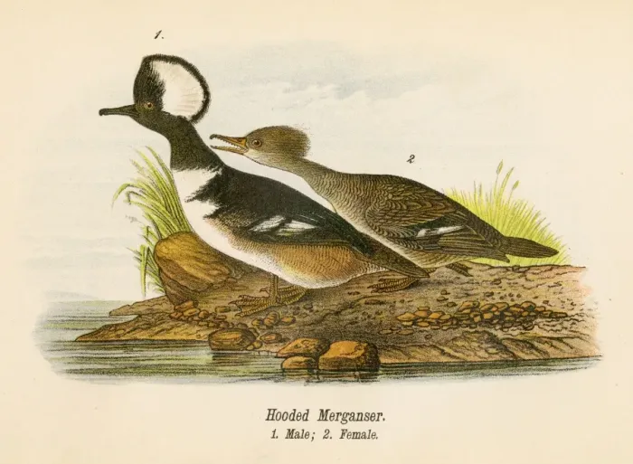 Framed Print : Hooded merganser bird lithograph 1890 Framed Print : Hooded merganser bird lithograph 1890
