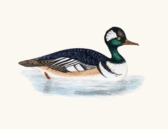 Framed Print : Hooded Merganser Duck Waterfowl bird Framed Print : Hooded Merganser Duck Waterfowl bird