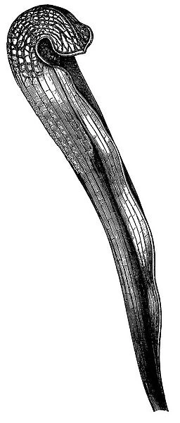 Hooded pitcherplant (Sarracenia minor)