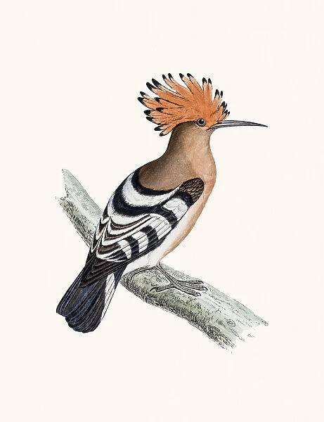 Hoopoe bird