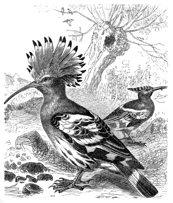 Framed Print : Hoopoe (Upupa Epops) Framed Print : Hoopoe (Upupa Epops)