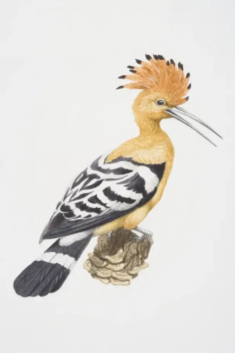 Framed Print : Hoopoe (Upupa epops), adult Framed Print : Hoopoe (Upupa epops), adult