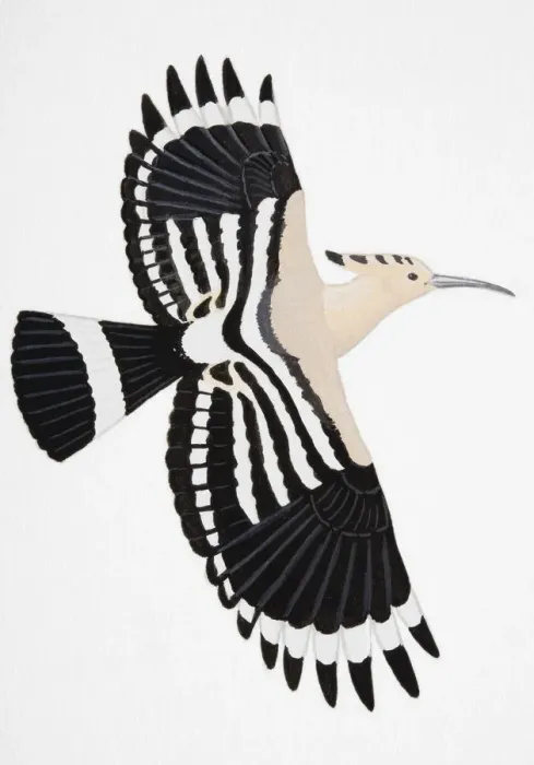 Framed Print : Hoopoe (Upupa epops), adult