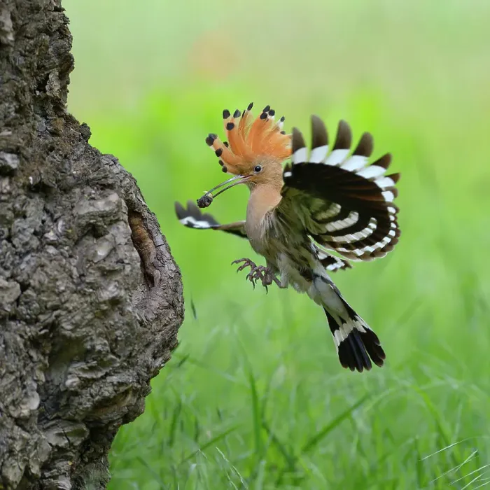 Framed Print : Hoopoe -Upupa epops-, adult with prey approaching its nest cavity, Kiskunsag National Park, Hungary Framed Print : Hoopoe -Upupa epops-, adult with prey approaching its nest cavity, Kiskunsag National Park, Hungary