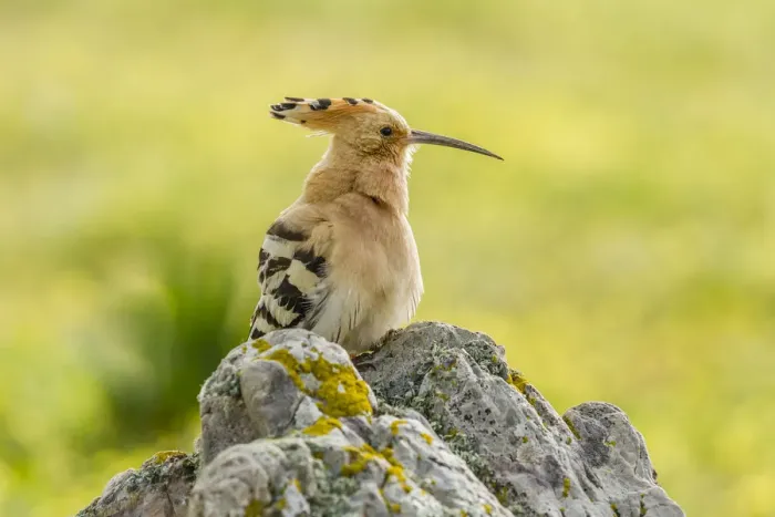 Framed Print : Hoopoe -Upupa epops-, Extremadura, Spain Framed Print : Hoopoe -Upupa epops-, Extremadura, Spain