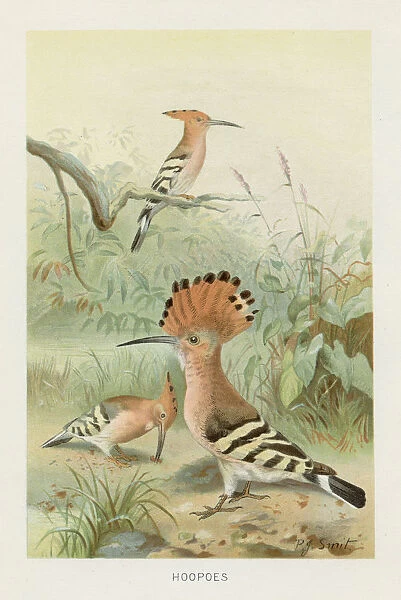 Hoopoes chromolithograph 1896