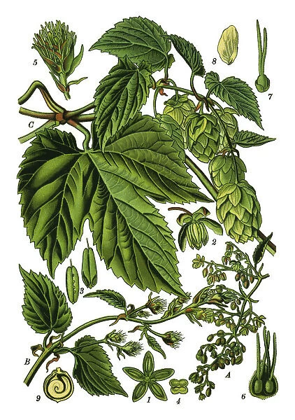Hop Illustration from Medicinal Plants of the Russian