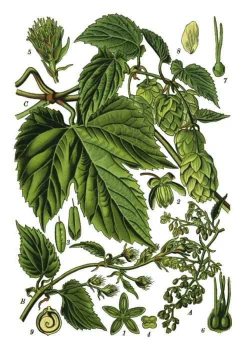 Framed Print : Hop Illustration from Medicinal Plants of the Russian Framed Print : Hop Illustration from Medicinal Plants of the Russian