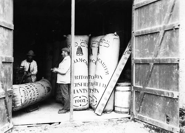 Hop Sacks. circa 1900: Full hop sacks ready for distribution
