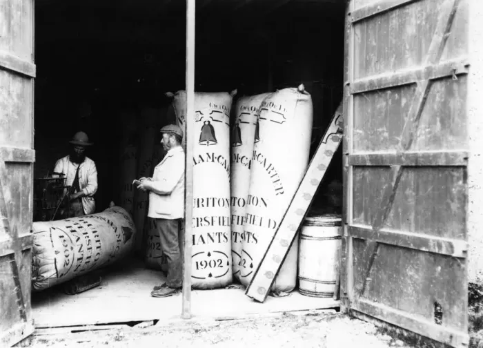 Framed Print : Hop Sacks. circa 1900: Full hop sacks ready for distribution Framed Print : Hop Sacks. circa 1900: Full hop sacks ready for distribution