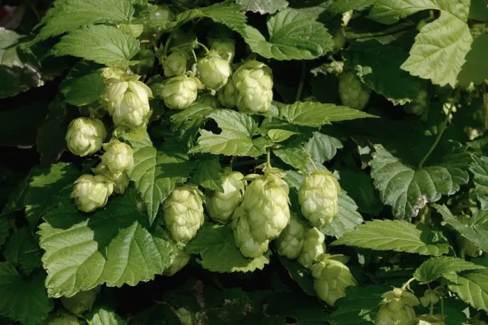 Framed Print : Hops -Humulus lupulus-, Sweden Framed Print : Hops -Humulus lupulus-, Sweden
