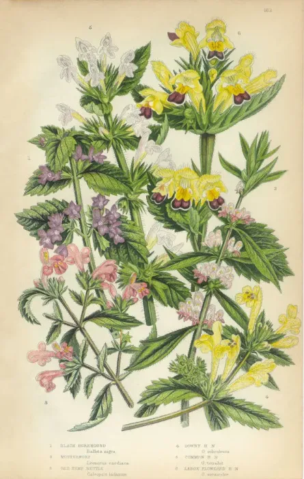 Framed Print : Horehound, Lamiaceae, Motherwort, Nettle, Stinging Nettle, Hemp, Victorian Botanical Illustration Framed Print : Horehound, Lamiaceae, Motherwort, Nettle, Stinging Nettle, Hemp, Victorian Botanical Illustration