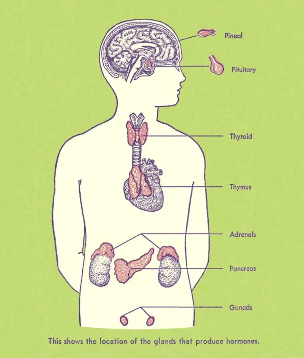 Framed Print : Hormone Producing Glands Framed Print : Hormone Producing Glands