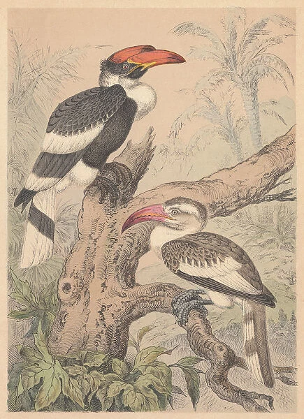 Hornbills (Bucerotidae), hand-colored lithograph, published in 1887