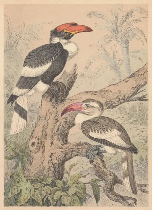 Framed Print : Hornbills (Bucerotidae), hand-colored lithograph, published in 1887 Framed Print : Hornbills (Bucerotidae), hand-colored lithograph, published in 1887