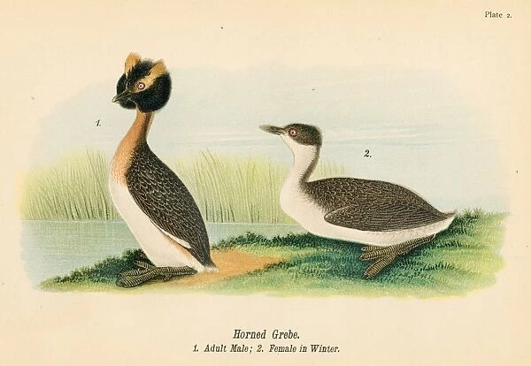 Horned grebe bird lithograph 1890