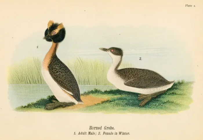 Framed Print : Horned grebe bird lithograph 1890 Framed Print : Horned grebe bird lithograph 1890