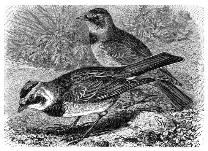 Framed Print : Horned lark (Eremophila alpestris) Framed Print : Horned lark (Eremophila alpestris)