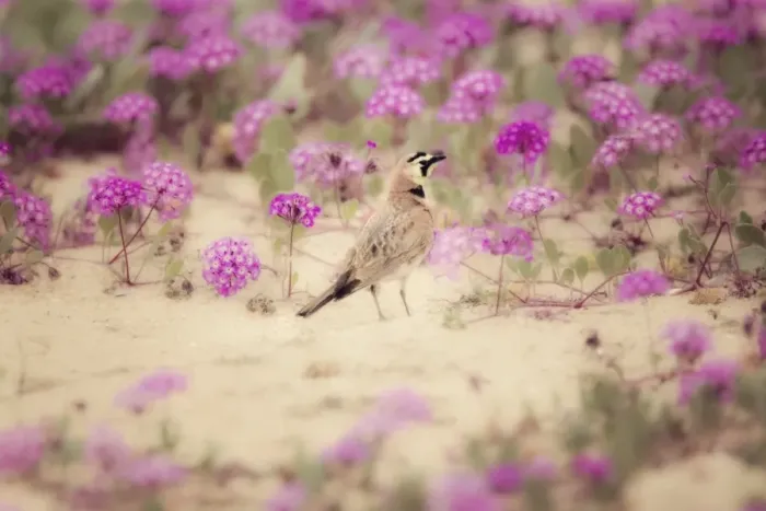 Framed Print : Horned Lark in Wildflowers Framed Print : Horned Lark in Wildflowers