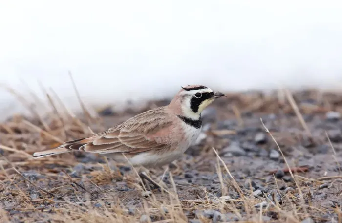 Framed Print : Horned Lark in winter Framed Print : Horned Lark in winter