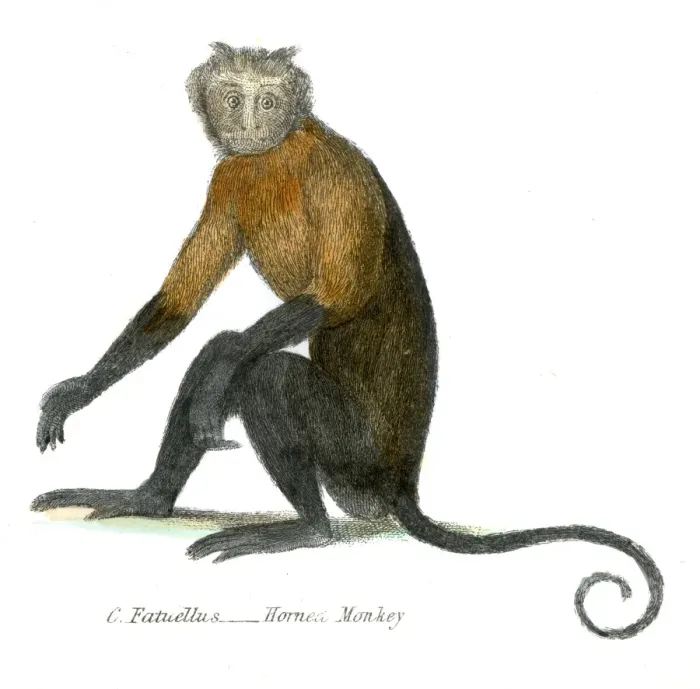 Framed Print : Horned monkey illustration 1803 Framed Print : Horned monkey illustration 1803