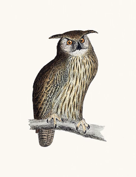 Horned owl bird