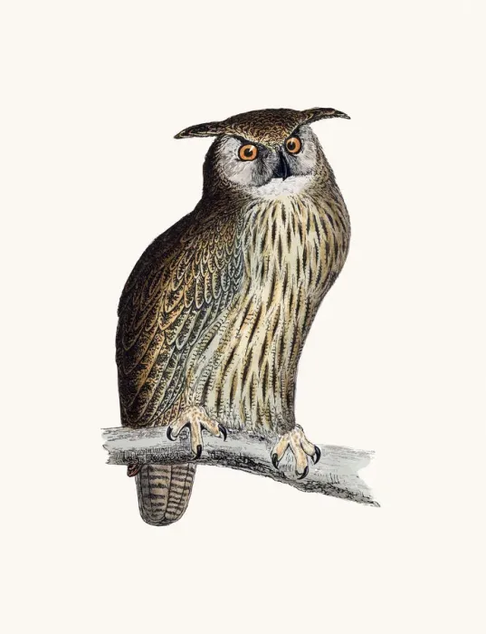 Framed Print : Horned owl bird Framed Print : Horned owl bird