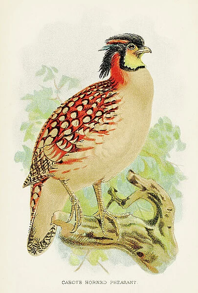 The horned pheasant engraving 1892