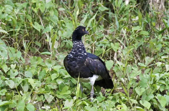 Framed Print : Horned Screamer -Anhima cornuta-, Tambopata Nature Reserve, Madre de Dios Region, Peru Framed Print : Horned Screamer -Anhima cornuta-, Tambopata Nature Reserve, Madre de Dios Region, Peru