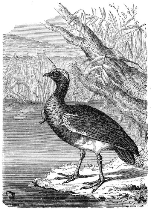 Framed Print : The horned screamer (Anhima cornuta)