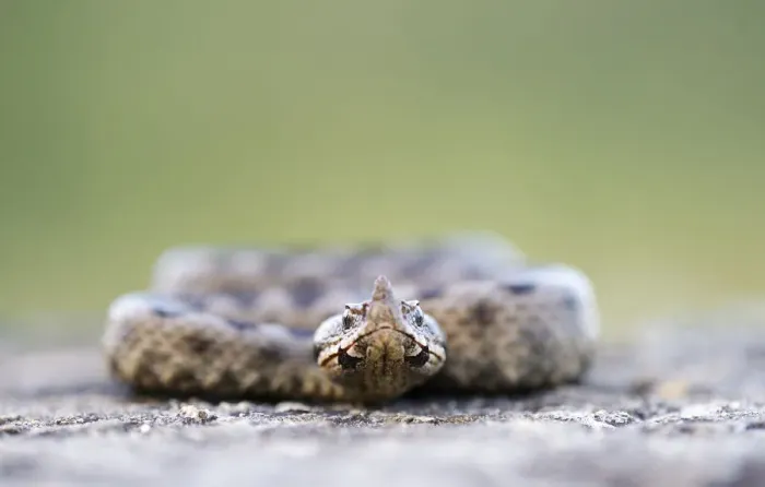 Framed Print : Horned Viper -Vipera ammodytes-, male, Pleven region, Bulgaria Framed Print : Horned Viper -Vipera ammodytes-, male, Pleven region, Bulgaria