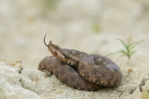 Horned Viper -Vipera ammodytes-, female, darting her tongue, Pleven region, Bulgaria