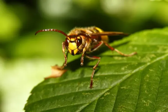 Framed Print : Hornet -Vespa crabro- resting on a leaf, Limburg, Hesse, Germany, Europe Framed Print : Hornet -Vespa crabro- resting on a leaf, Limburg, Hesse, Germany, Europe