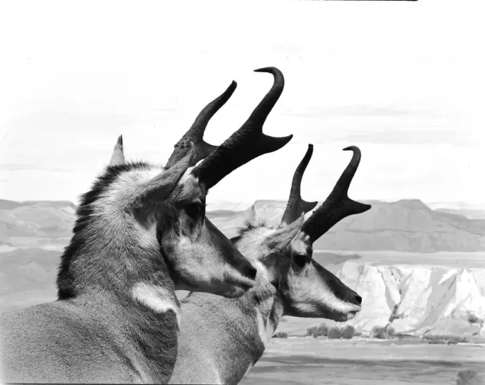 Framed Print : Horns Ahead Framed Print : Horns Ahead
