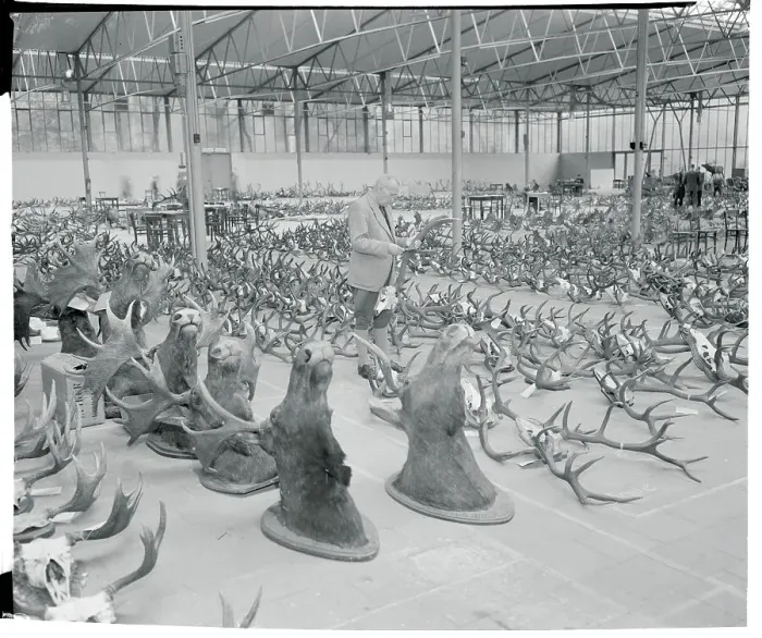 Framed Print : Horns Displayed at Show Framed Print : Horns Displayed at Show