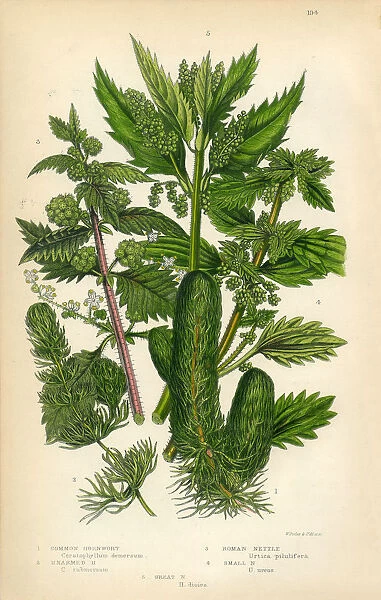 Hornwort, Nettle, Victorian Botanical Illustration