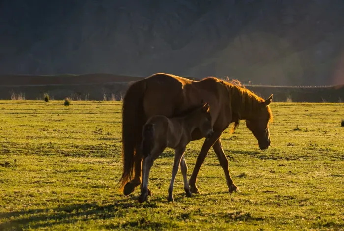 Framed Print : horse Framed Print : horse