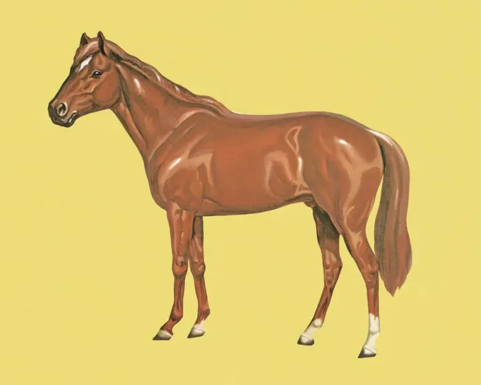 Framed Print : Horse Framed Print : Horse